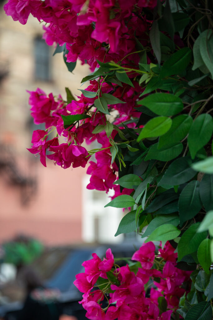 A close-up of bright pink flowers and green leaves outside the restaurant.